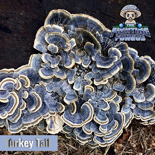 Wild Turkey Tail Mushroom [Dual-Extraction]  Tincture